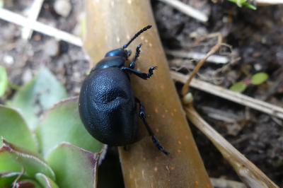 <i>Timarcha goettingensis</i>