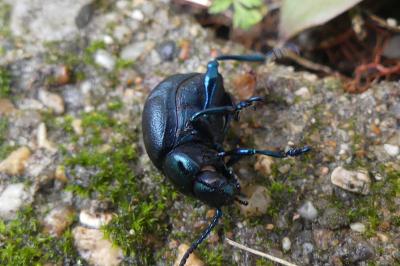 <i>Timarcha goettingensis</i>