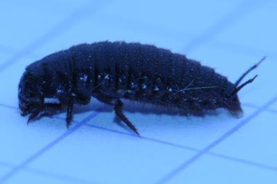<i>Silpha tristis</i>