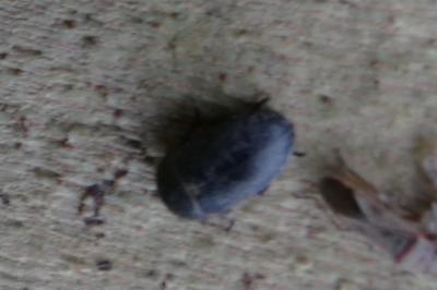 <i>Dermestes</i>