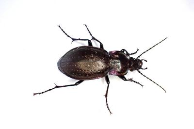 <i>Carabus nemoralis</i>