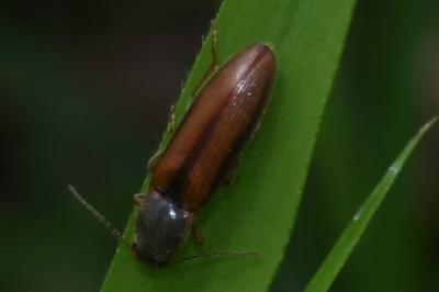 <i>Athous vittatus</i>