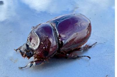 <i>Oryctes nasicornis</i>