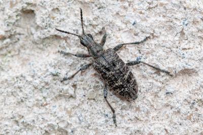 <i>Rhagium inquisitor</i>