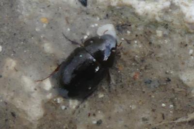 <i>Hydrobius fuscipes</i>