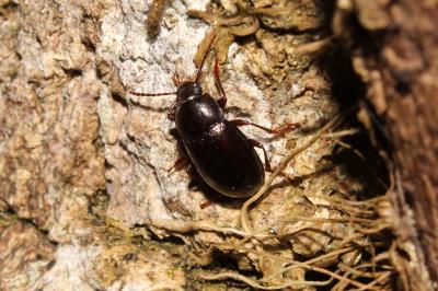 <i>Nalassus laevioctostriatus</i>
