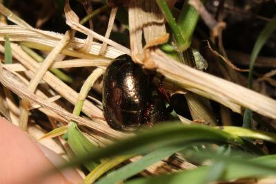 <i>Chrysolina bankii</i>