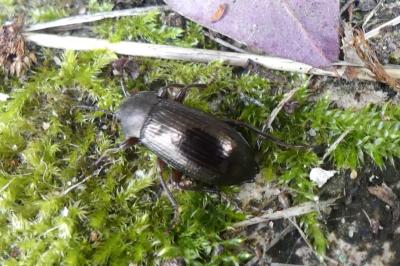 <i>Stenomax aeneus</i>