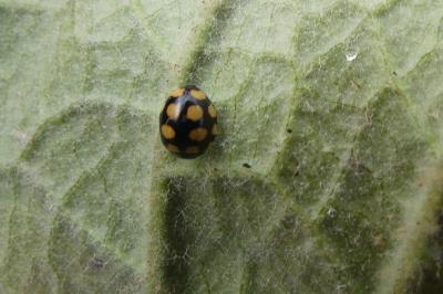 <i>Coccinula quatuordecimpustulata</i>