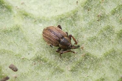 <i>Hypera</i>
