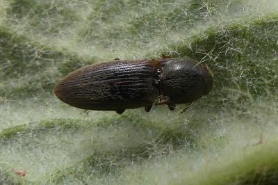 <i>Agriotes</i>