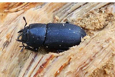 <i>Dorcus parallelipipedus</i>