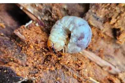 <i>Dorcus parallelipipedus</i>