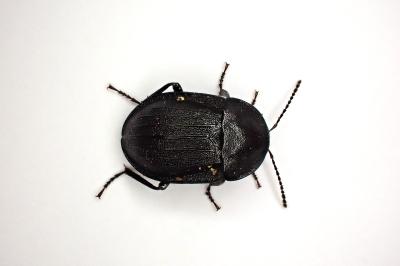 <i>Phosphuga atrata</i>