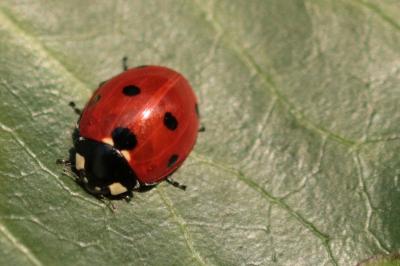 <i>Coccinella septempunctata</i>