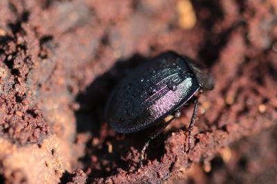 <i>Phosphuga atrata</i>
