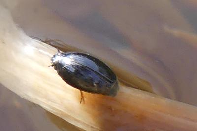 <i>Gyrinus</i>