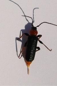 <i>Phymatodes testaceus</i>