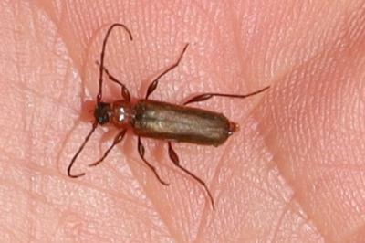 <i>Phymatodes testaceus</i>