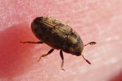 <i>Hylesinus</i>