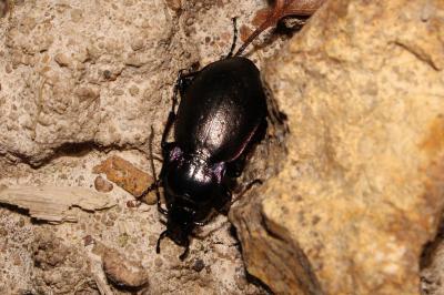 <i>Carabus nemoralis</i>