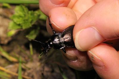 <i>Carabus nemoralis</i>