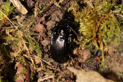 <i>Abax parallelepipedus</i>