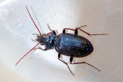 <i>Nebria salina</i>