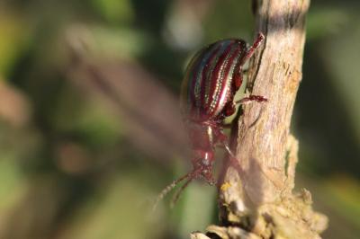 <i>Chrysolina americana</i>