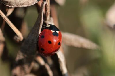 <i>Coccinella septempunctata</i>