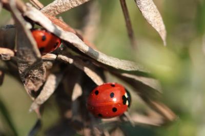 <i>Coccinella septempunctata</i>