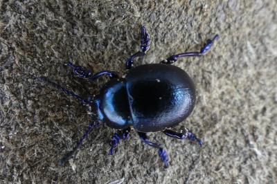 <i>Timarcha goettingensis</i>