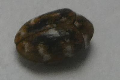 <i>Anthrenus verbasci</i>