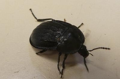 <i>Phosphuga atrata</i>