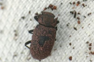 <i>Bolitophagus reticulatus</i>