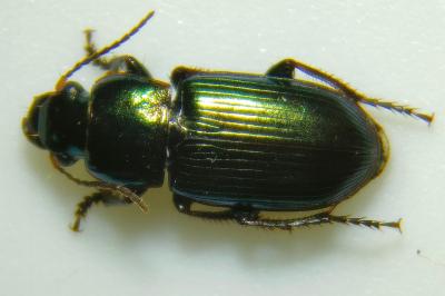 <i>Harpalus distinguendus</i>
