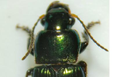 <i>Harpalus distinguendus</i>