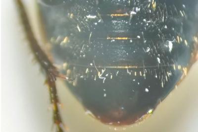 <i>Harpalus distinguendus</i>