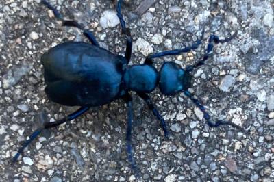 <i>Meloe violaceus</i>