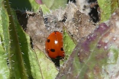 <i>Coccinella septempunctata</i>