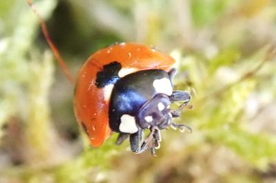 <i>Coccinella septempunctata</i>