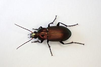 <i>Poecilus cupreus</i>
