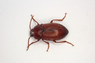 <i>Nalassus laevioctostriatus</i>