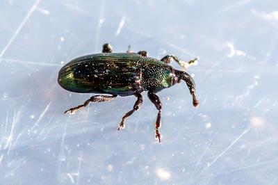 <i>Aulacobaris coerulescens</i>