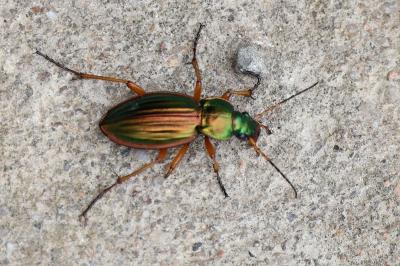 <i>Carabus auratus</i>