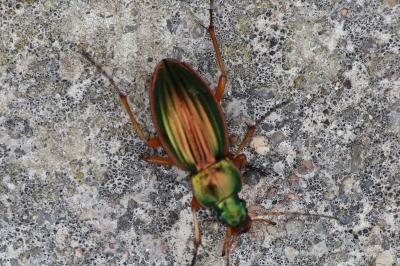 <i>Carabus auratus</i>