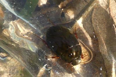 <i>Hydrobius</i>