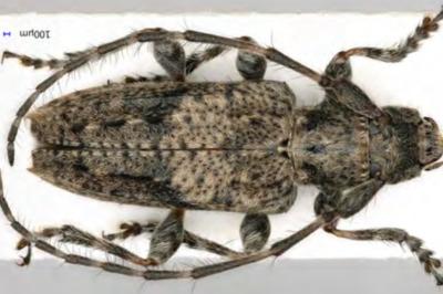 <i>Pogonocherus caroli</i>
