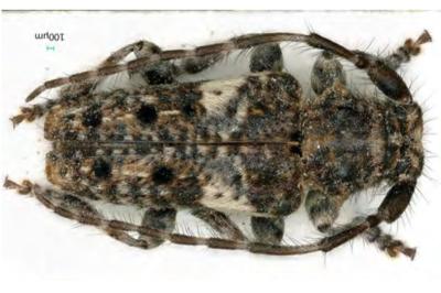 <i>Pogonocherus fasciculatus</i>