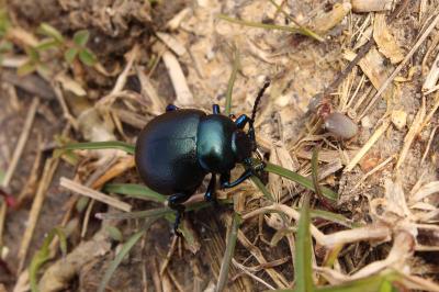 <i>Timarcha goettingensis</i>
